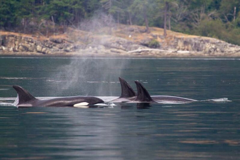 Vancouver Island: Whale Watching Tour - A Closer Look at the Vancouver Island Whale Watching Tour