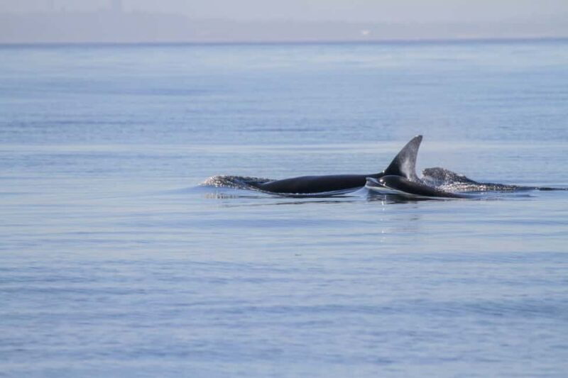 Vancouver Island: Whale Watching Tour - The Sum Up