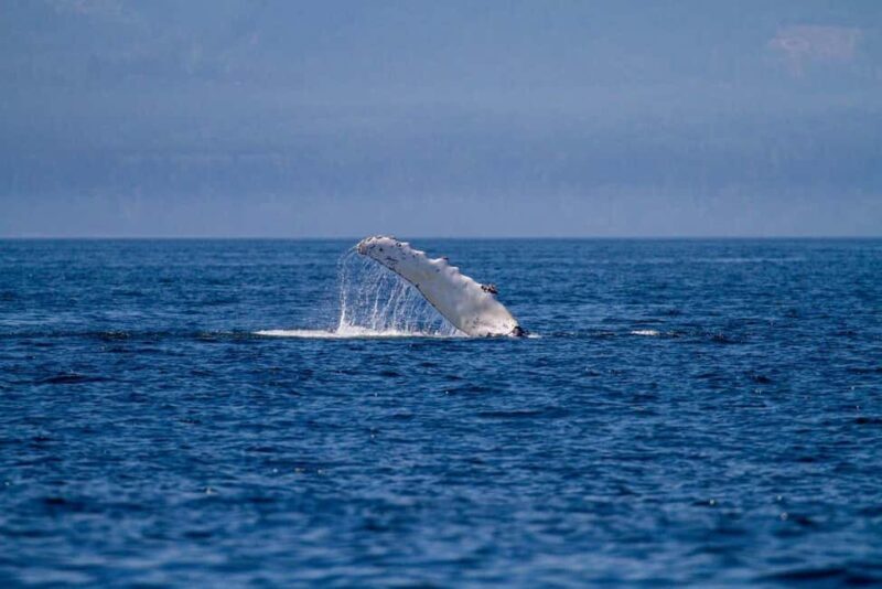 Vancouver Island: Whale Watching Tour - FAQ