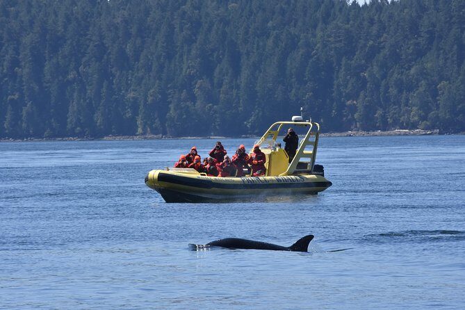 Vancouver Island Zodiac Whale Watching Adventure - Telegraph Cove - FAQ