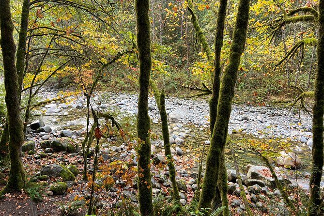 Vancouver Rainforest Hike with Waterfalls, Suspension Bridge, Old Growth Forest - The Sum Up