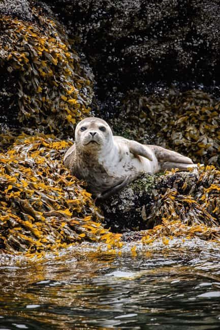 Vancouver: Snorkel, Kayak, and Seal Adventure Boat Tour - Frequently Asked Questions