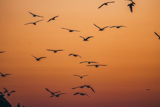 Vancouver Sunset Whale Watching Adventure with Free Photos - Comfort & Facilities: Making it Enjoyable