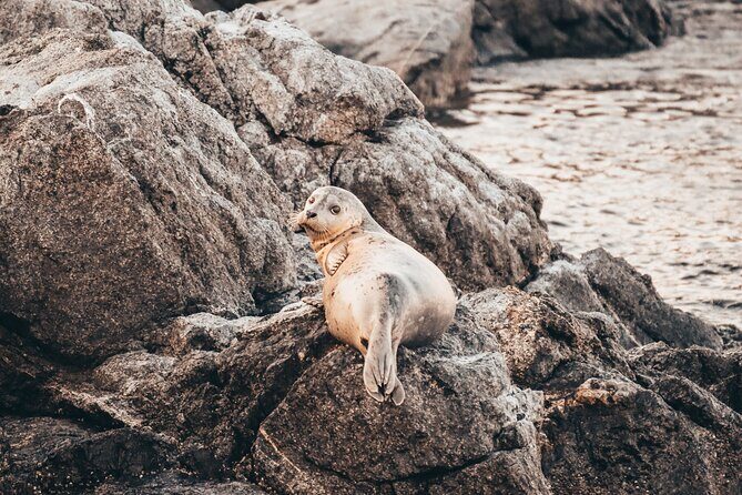 Vancouver Sunset Whale Watching Adventure with Free Photos - Price & Value: Is It Worth It?