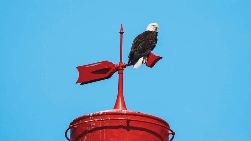 Vancouver: Waterfront Sightseeing Tour - City and Nature - Vancouver: Waterfront Sightseeing Tour - City and Nature