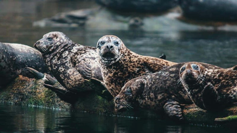 Vancouver: Waterfront Sightseeing Tour - City and Nature - Price and Value Analysis