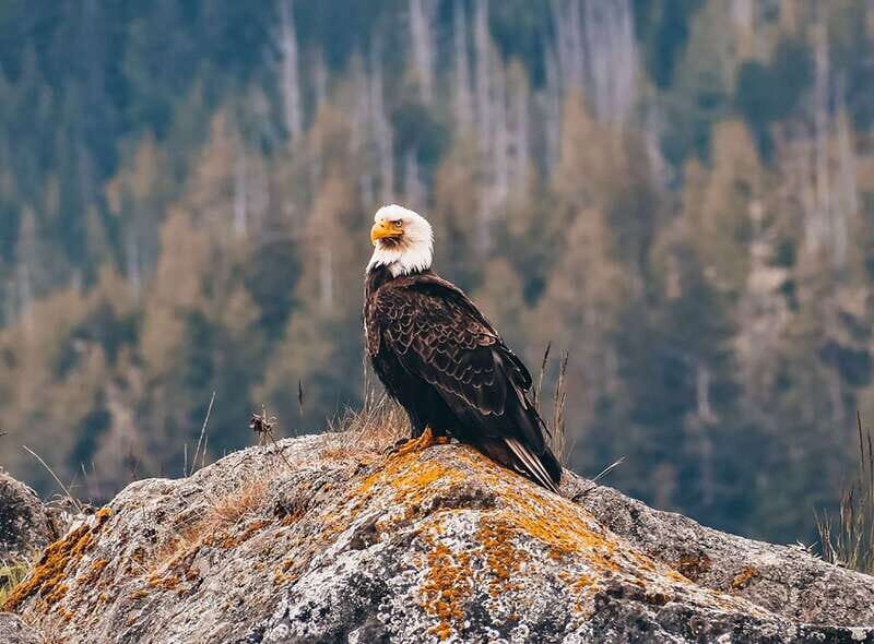 Vancouver: Waterfront Sightseeing Tour - City and Waterfall - Key Points