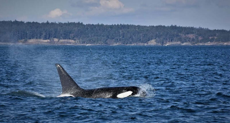 Vancouver Whale Watching Safari - The Experience in Detail: From Vancouver to the Open Sea