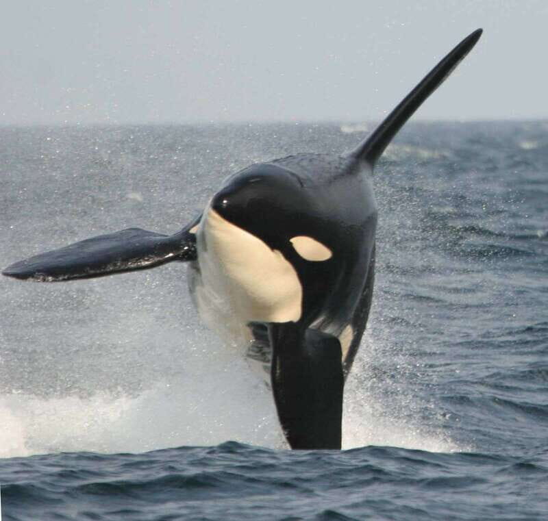 Vancouver Whale Watching Safari - Who Will Love This Tour?