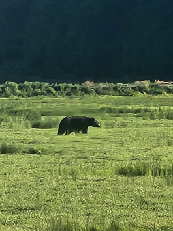 Vancouver: Whistler Day Trip with Sea to Sky Gondola Ride - Final Thoughts