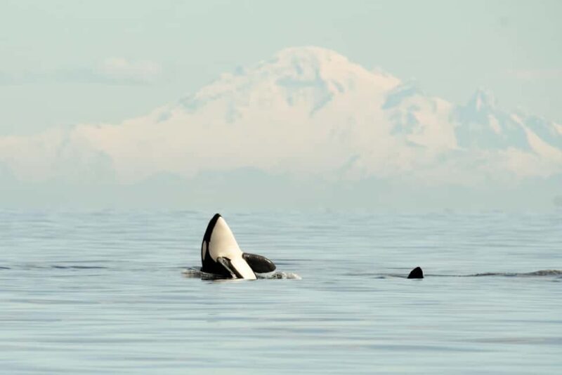 Vancouver: Zodiac Whale Watching Tour from Granville Island - A Thorough Look at the Zodiac Whale Watching Experience