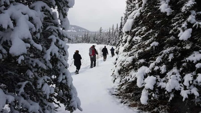 Vancouver:Guided Snowshoe Adventure in North Shore Mountains - Who Should Consider This Tour?