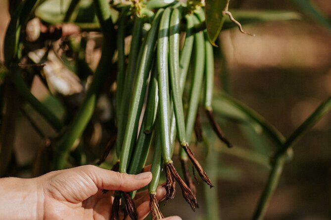 Vanilla, Cacao & Spice Tour in Manuel Antonio - Discover the Vanilla, Cacao & Spice Tour in Manuel Antonio