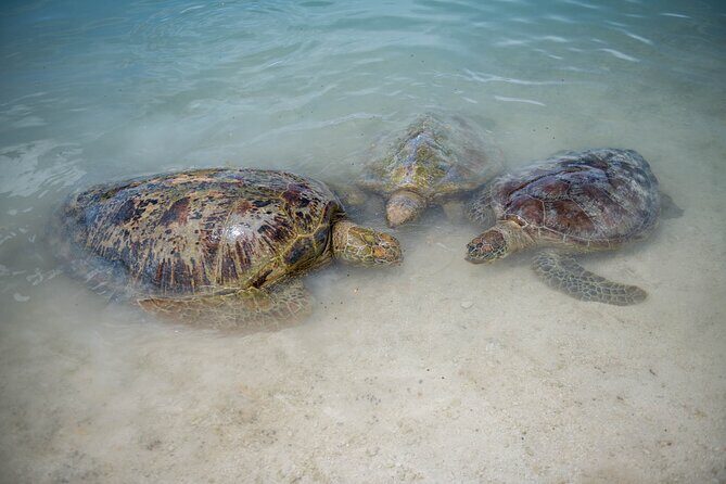 Vanuatu Cultural Village, Waterfalls, Turtles and Blue Lagoon - Transportation, Timing, and Group Experience
