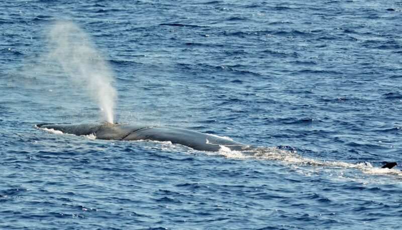 Varazze: Pelagos Sanctuary Guided Cetacean Watching Tour - Discover the Wonders of the Pelagos Sanctuary: A Guided Cetacean Watching Tour from Varazze