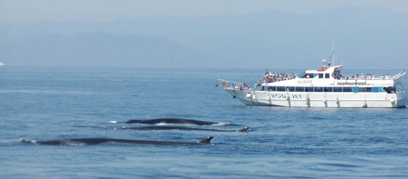 Varazze: Pelagos Sanctuary Guided Cetacean Watching Tour - Itinerary Breakdown and Experience Details