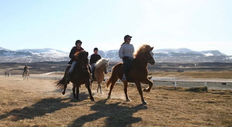 Varmahlid: 1-Hour Icelandic Horse Riding Tour - Key Points