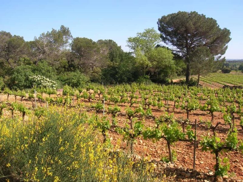 Vaucluse - Tasting & tour at Château Saint Estève: La Verticale - Who Should Consider This Tour?