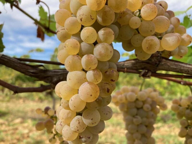 Vaucluse - Tasting & tour in Saint Estève: Our Viognier whites - Vaucluse - Tasting & tour in Saint Estève: Our Viognier whites