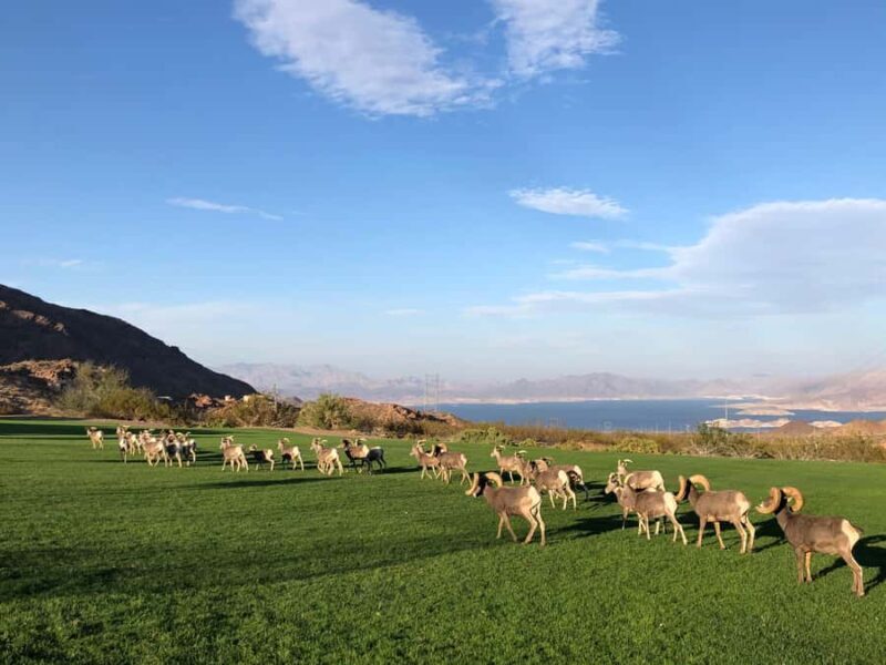 Vegas: Hoover Dam, Grand Canyon, Hemenway Park Day Tour - Who Should Consider This Tour?