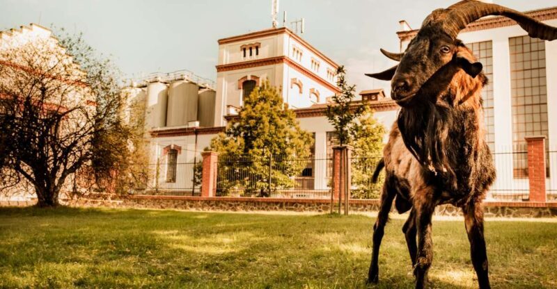 Velke Popovice: Kozel Brewery Tour with Beer Tasting - Why This Tour Offers Great Value