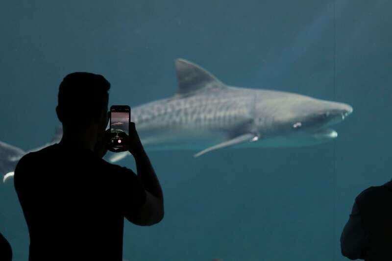 Veracruz: 5-Attraction Tour with Aquarium and Boat Tour - Final thoughts
