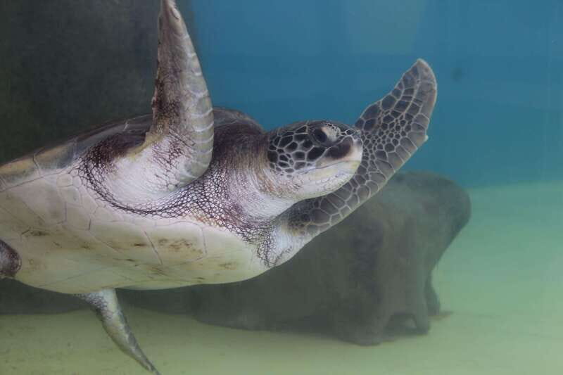 Veracruz: 5-Attraction Tour with Aquarium and Boat Tour - FAQ