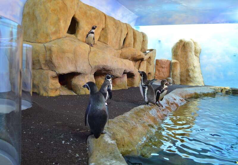 Veracruz: Panoramic Sightseeing City Tour and Aquarium - Key Points