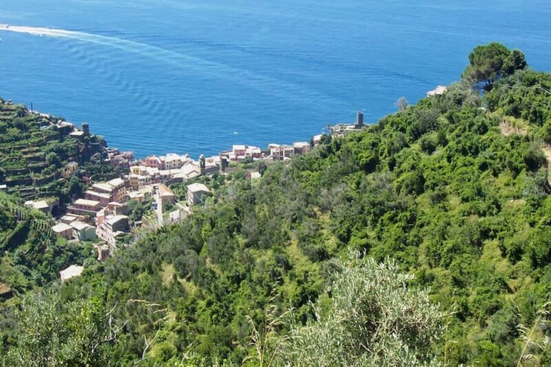 Vernazza (5 Terre): olive grove tour and oil and wine tasting - The Scenic Trails and Cultural Highlights
