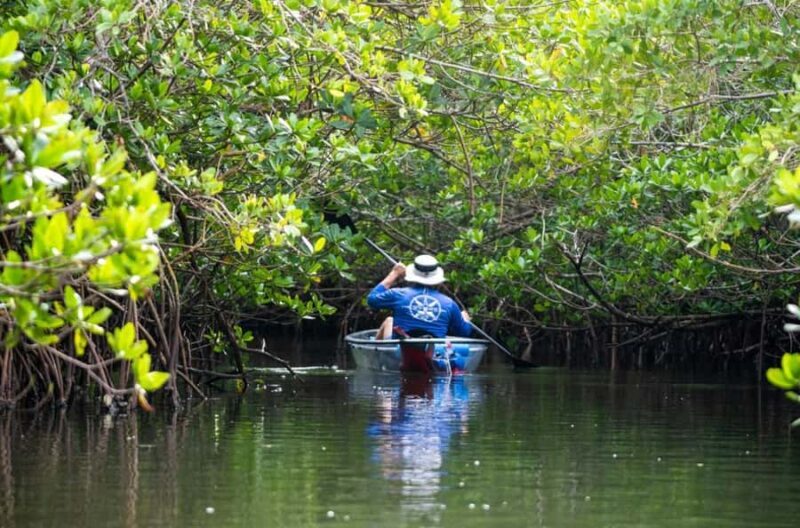 Vero Beach: Guided Clear Kayak Tours - Key Points