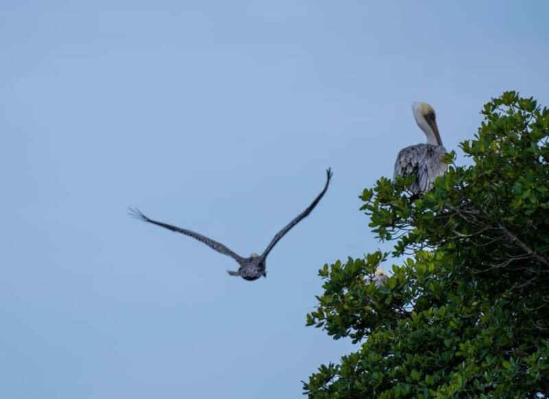 Vero Beach: Guided Clear Kayak Tours - A Deep Dive Into the Experience