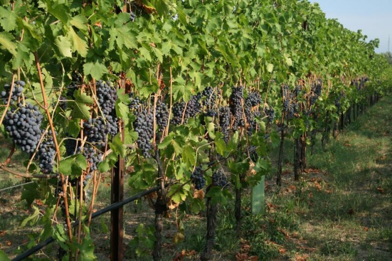 Verona: Wine Tasting with Snacks and Panoramic City Views - Final Thoughts