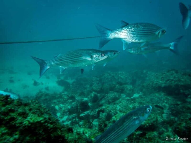 Very First Scuba Dive Experience in the Ocean from Peniche - Exploring the Experience in Detail