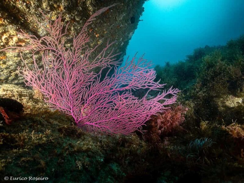 Very First Scuba Dive Experience in the Ocean from Peniche - The Sum Up