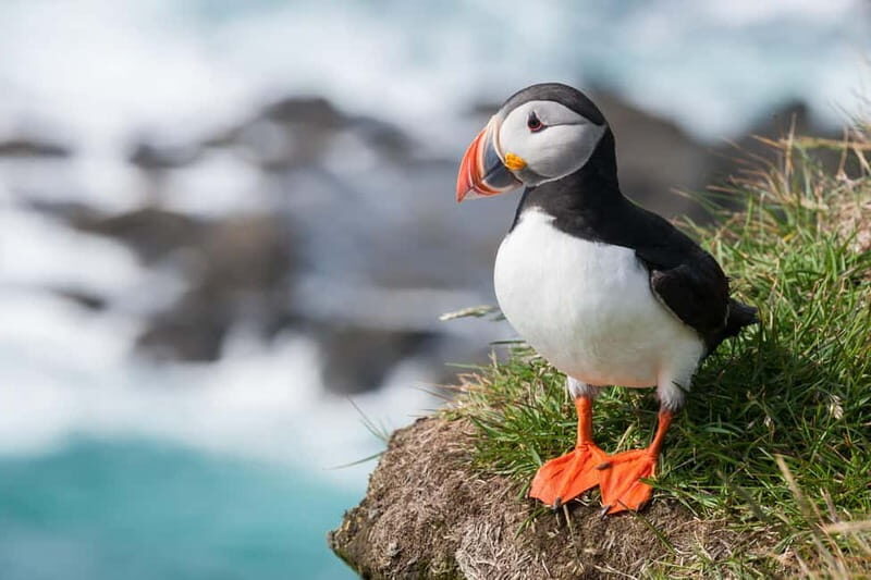 Vestmannaeyjar: One Hour Small Islands Trip - Why This Tour Works for Travelers