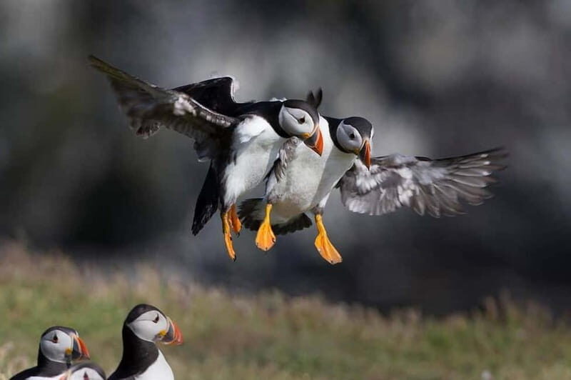 Vestmannaeyjar: Puffin, Island, and Volcano Boat Tour - FAQ