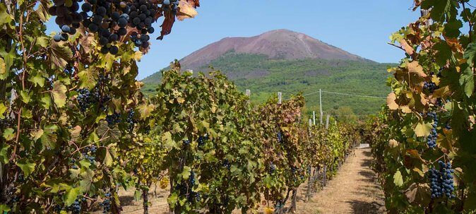Vesuvius & Vineyard select from Sorrento - Key Points