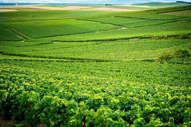 Veuve Clicquot Tour From Paris - Who Will Love This Tour?
