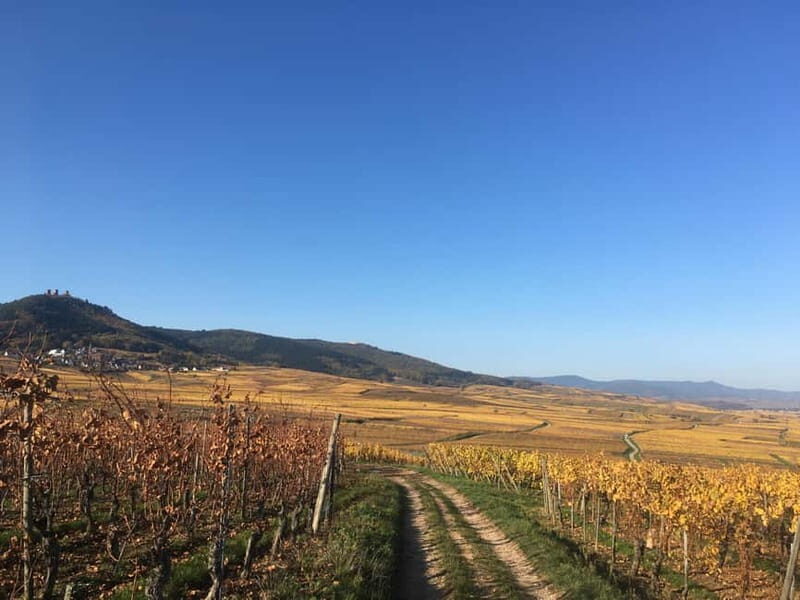 Vgtlinshoffen: Alsace Wine Tasting - Location and Setting