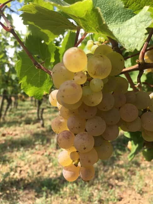 Vgtlinshoffen: Alsace Wine Tasting - What We Loved