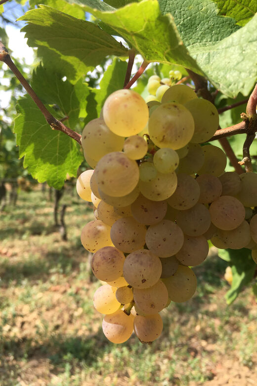 Vgtlinshoffen: Alsace Wine Tasting - A Closer Look at the Wine Selection