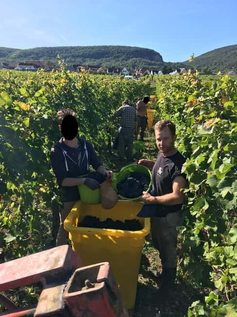 Vgtlinshoffen: Alsace Wine Tasting - Accessibility and Practical Tips