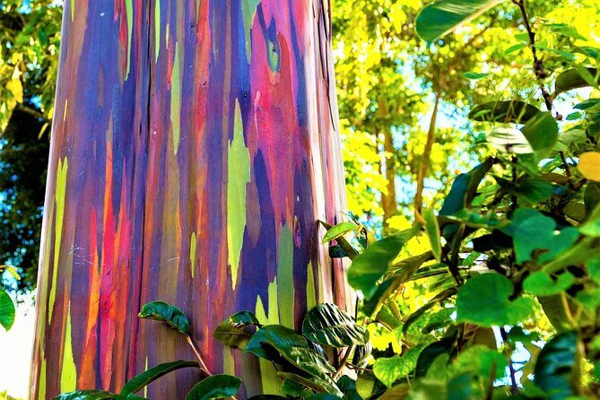 Viator Exclusive: Maui Tropical Rainforest Small Group Tour - Exploring Maui’s North Shore: What You’ll See and Experience