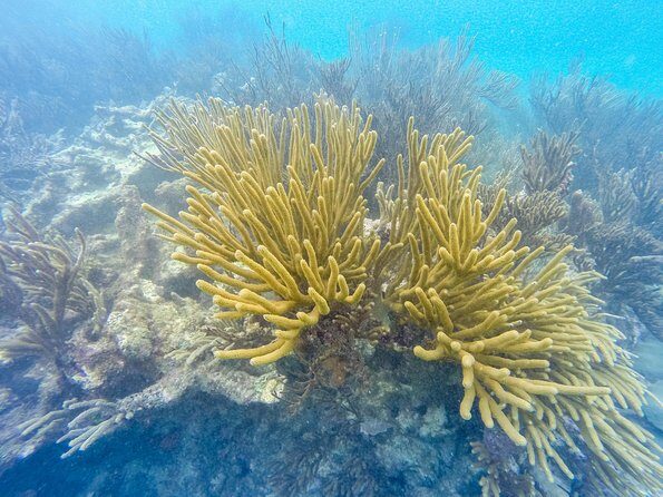 Viator Exclusive: Tulum Ruins, Reef Snorkeling, Cenote and Caves - Additional Notes