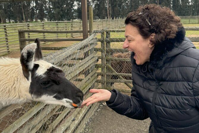 Vibrant and Enchanting Valparaíso Full Day Tour from Santiago - The Sum Up