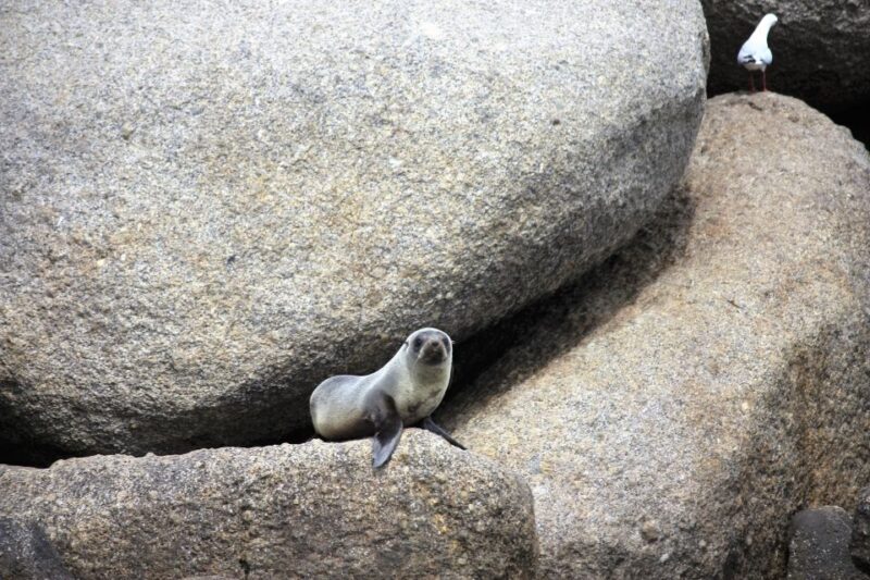 Victor Harbor: Seal Island Cruise - Key Points