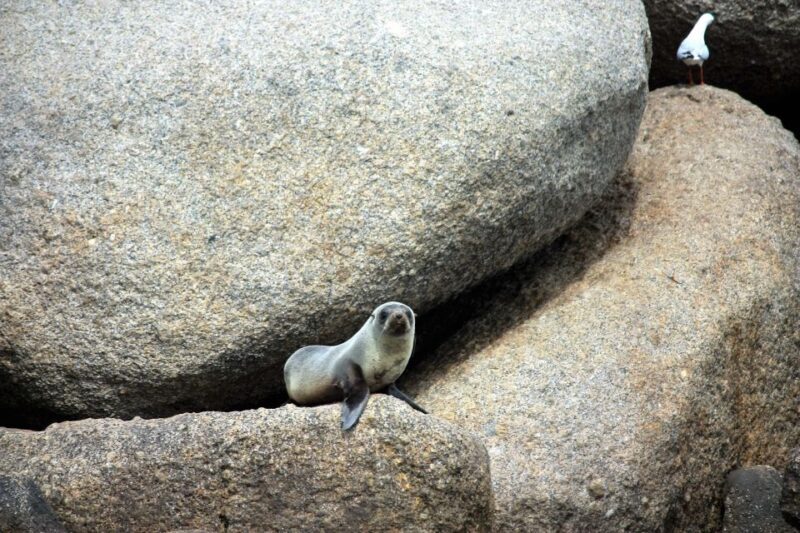 Victor Harbor: Southern Ocean Adventure Cruise with Guide - An Honest Look at the Victor Harbor Ocean Cruise
