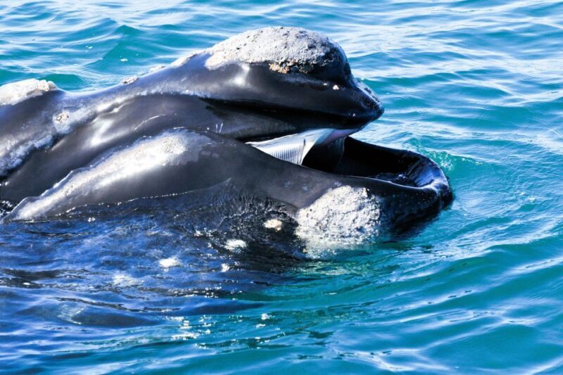 Victor Harbor: Southern Ocean Adventure Cruise with Guide - Insights from Traveler Reviews