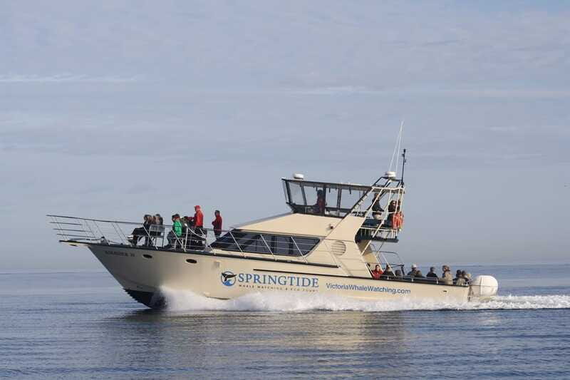 Victoria: 3-Hour Whale Watching Tour - Who Will Get the Most Out of This Tour?