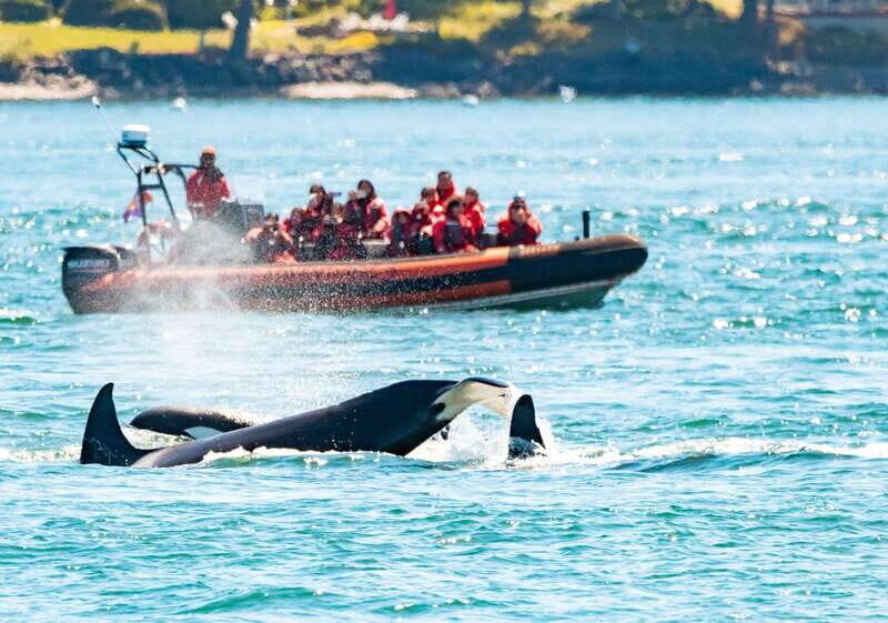 Victoria: 3-Hour Zodiac Whale-Watching Tour - A Deep Dive into the Zodiac Whale-Watching Experience